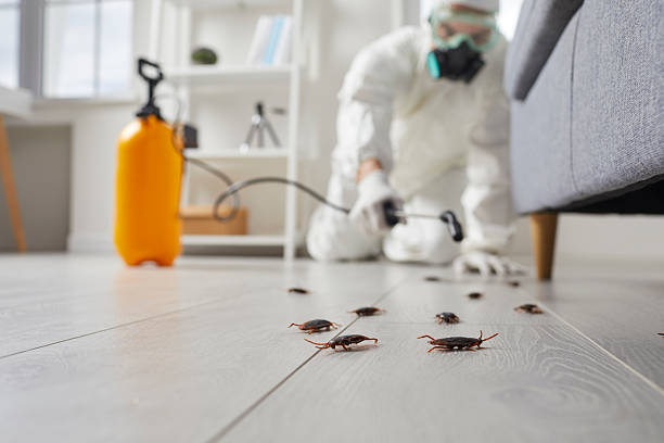Commercial Rodent Management in Midway